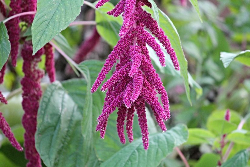 Purple amaranth flower growing outside