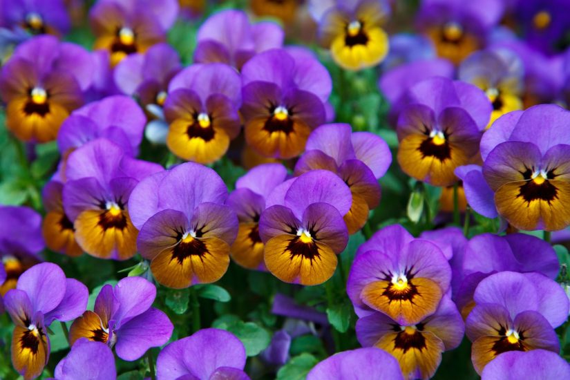 Violet pansies growing outside