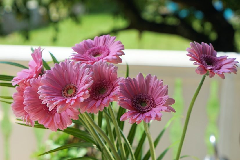 Pink gerbera daisies blooming outside