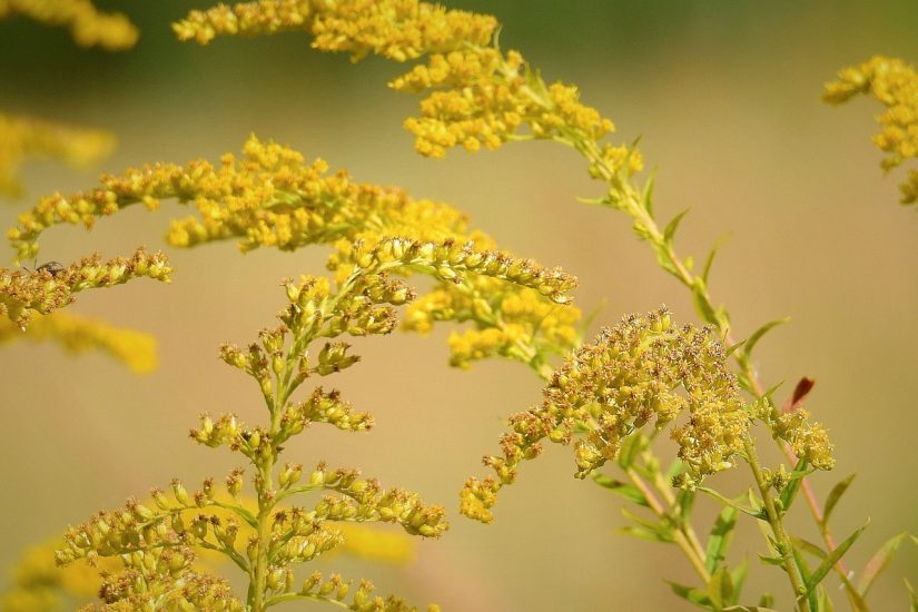Goldenrod plants flowering outside