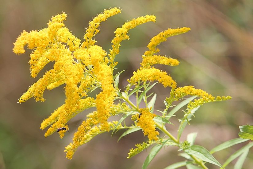 Goldenrod flowering outside