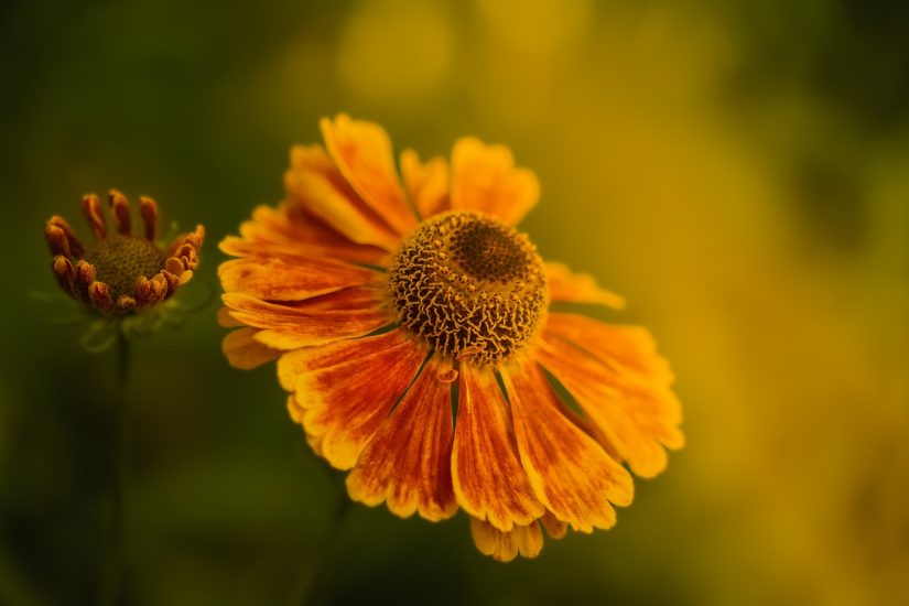 Sneezeweed flower blooming outside