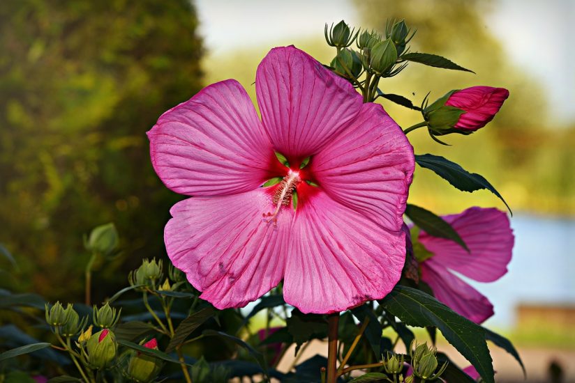 Pink hollyhock flower growing outside
