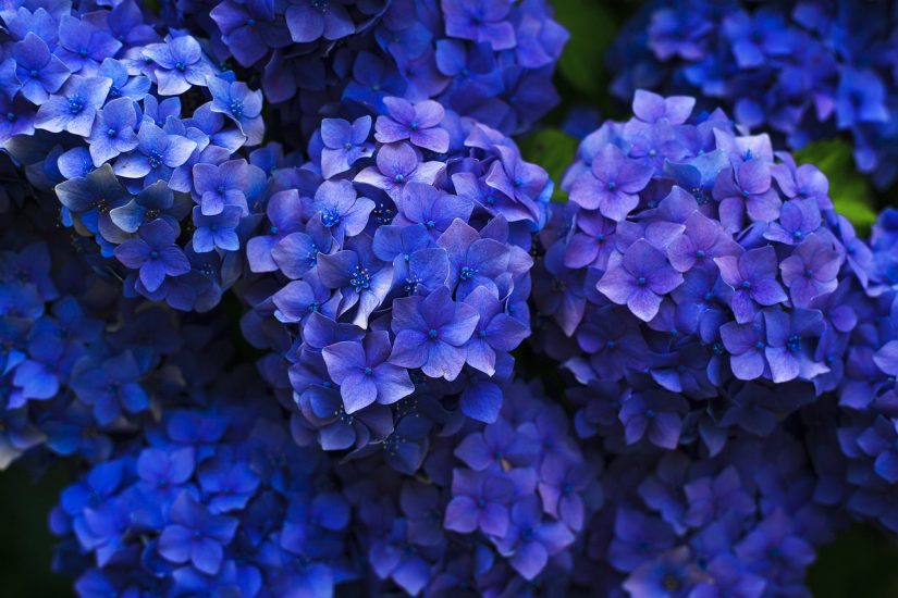 Blue hydrangeas outside