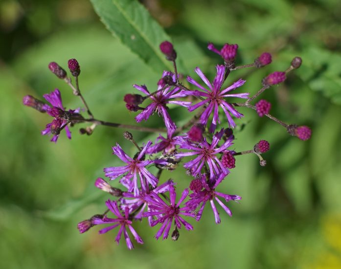 Purple ironweed flower growing outside