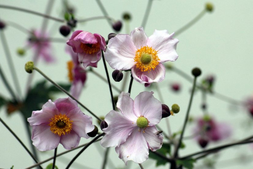 Japanese anemones flowering outside