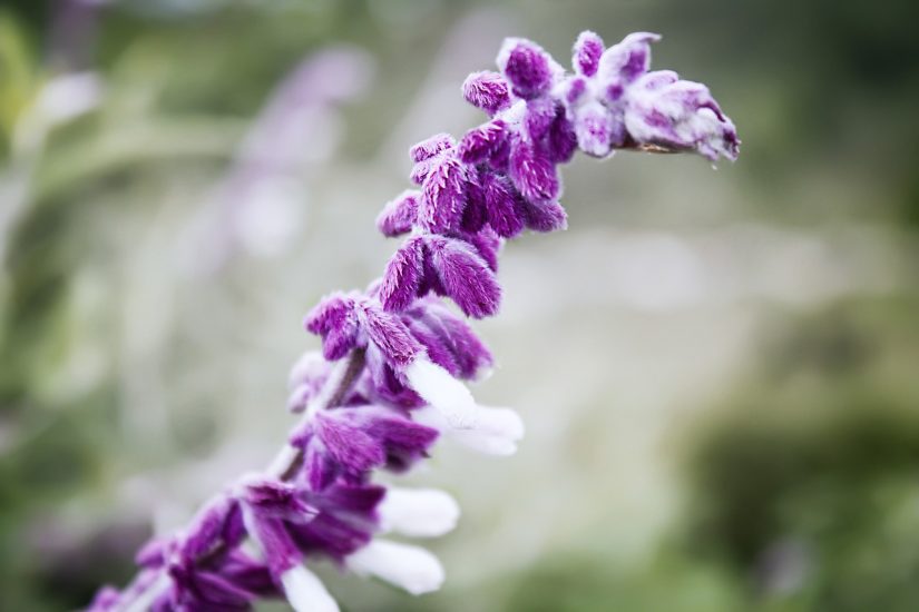 Close-up of mexican bush sage flowering