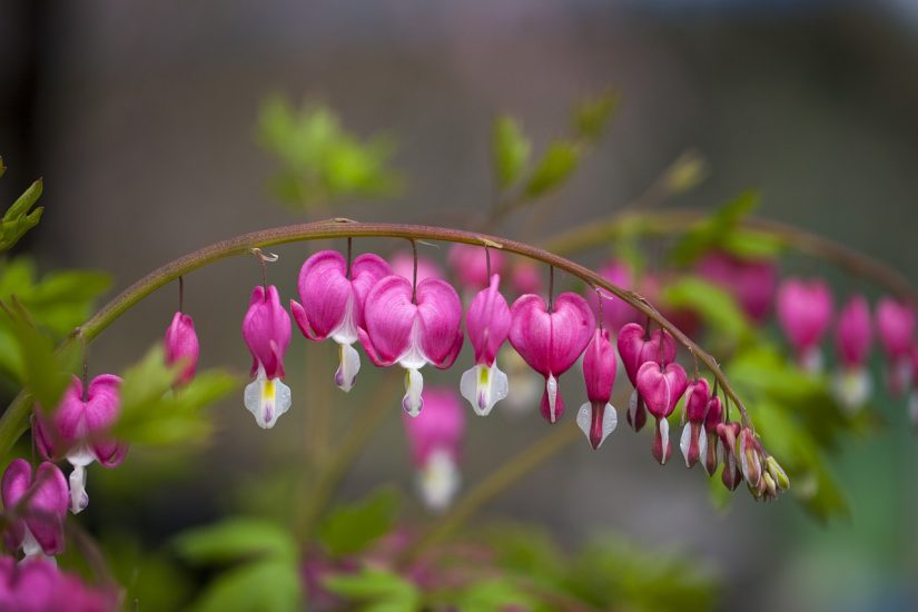 Bleeding heart flower growing outside