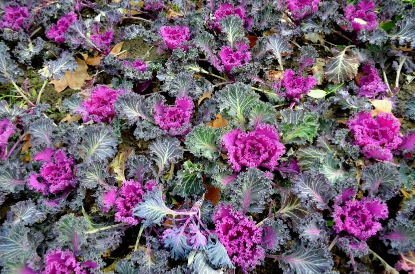 Purple flowering kale growing outside