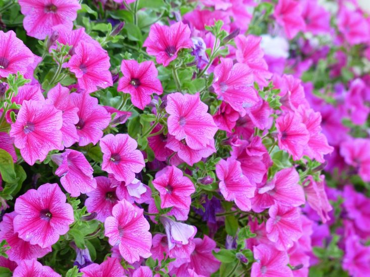 Pink petunia flowers blooming outside