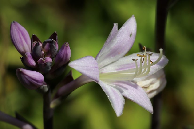 Close-up of hosta flower