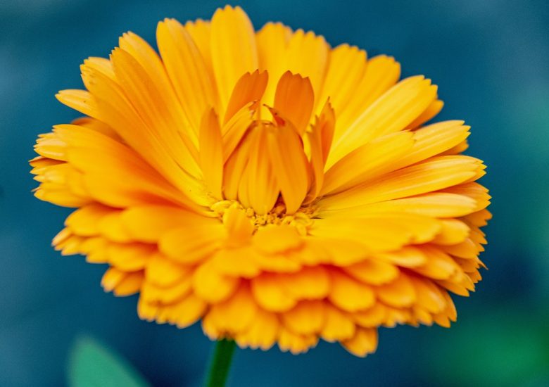 Bright yellow calendula flower blooming outside