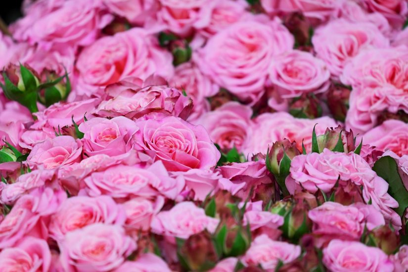 Pink roses growing outside