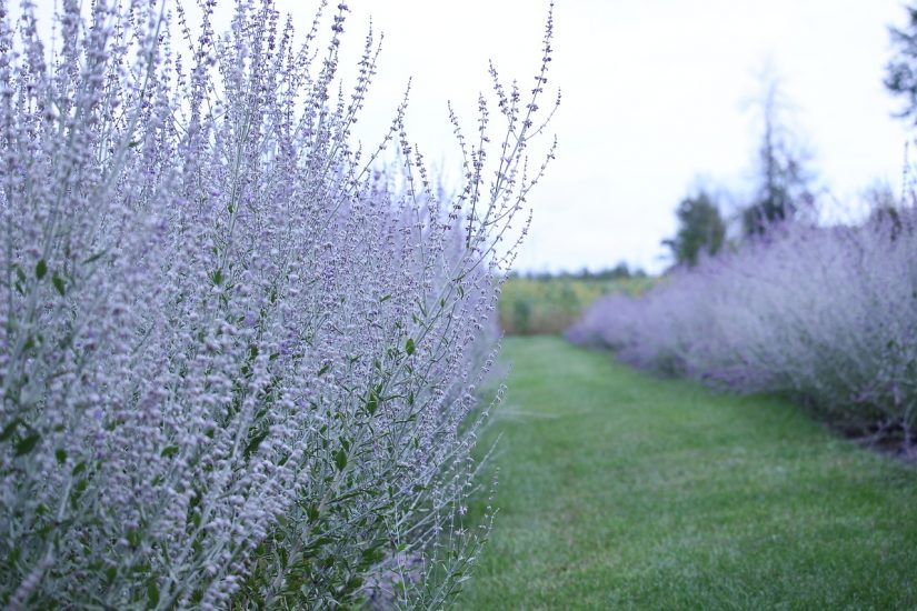 Russian sage flowers growing outside