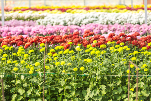 Field of Chrysanthemums in Autumn colors of yellow, red, pink, and white