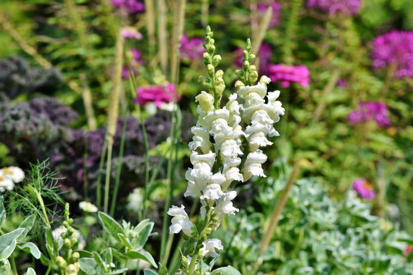 White snapdragons growing outside