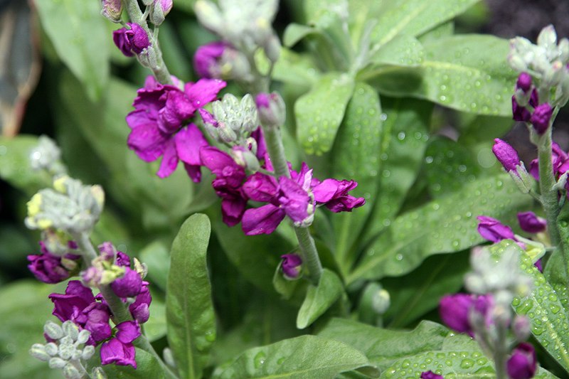 Stock flowers growing outside
