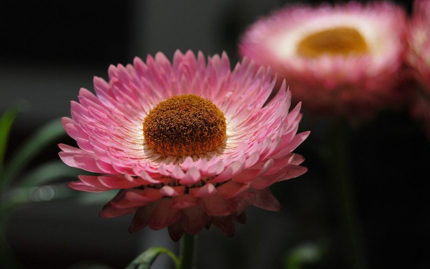 Pink strawflower blooming outside