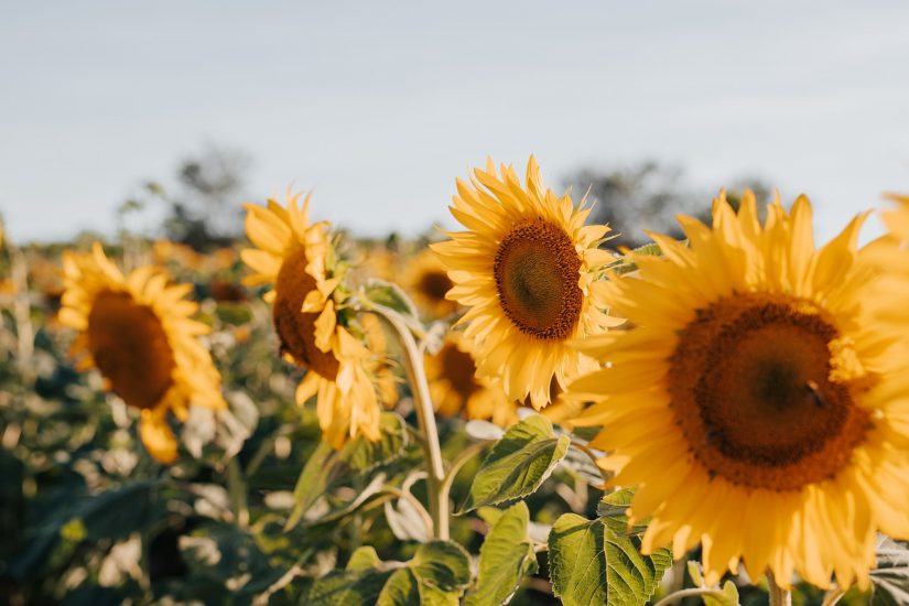 Four focal sunflowers in a field