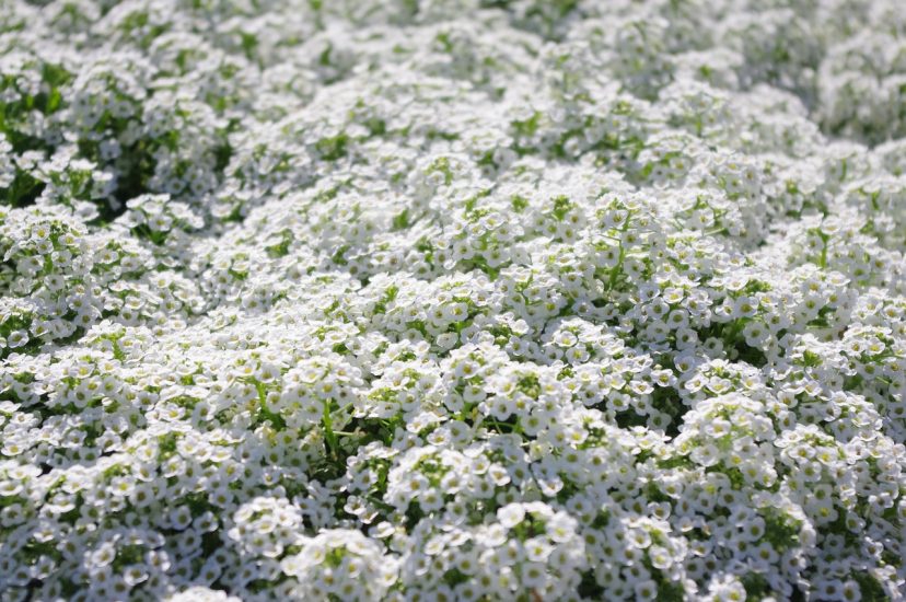 White sweet alyssum growing outside
