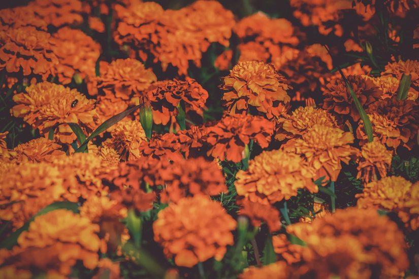 Bright orange marigold flowers blooming outside