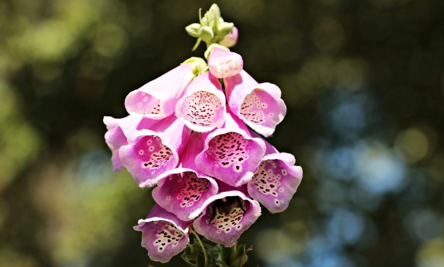 Violet foxglove flower blooming outside