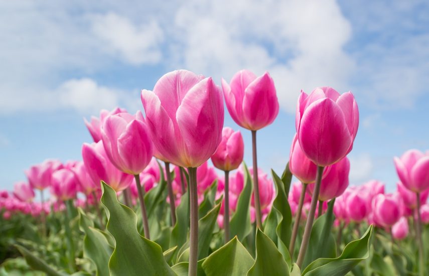 Pink tulips in a field