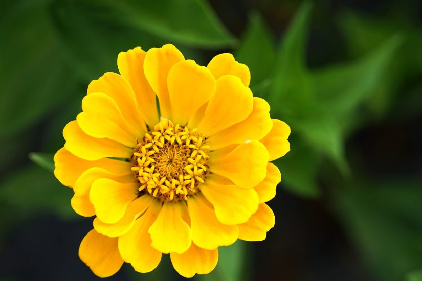Yellow zinnia flower blooming outside
