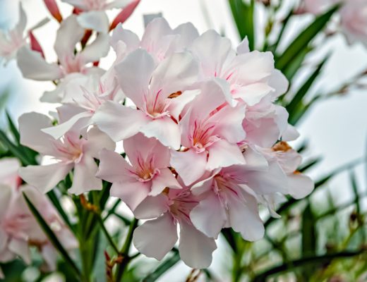 white and pink oleanders, one of the most poisonous flowers
