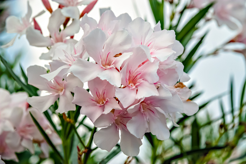 white and pink oleanders, one of the most poisonous flowers