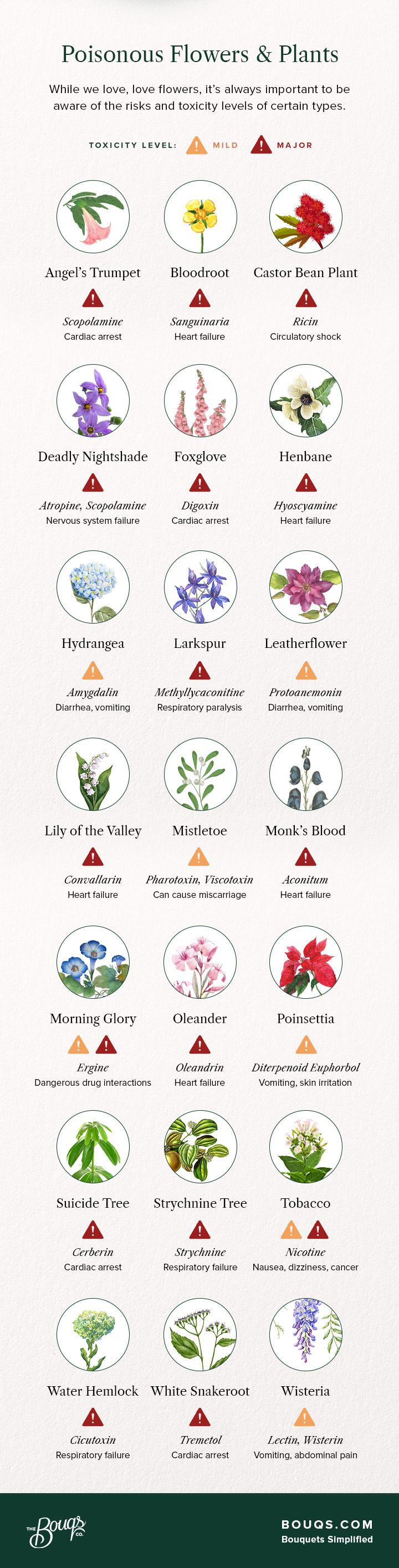 infographic of the most poisonous flowers and plants