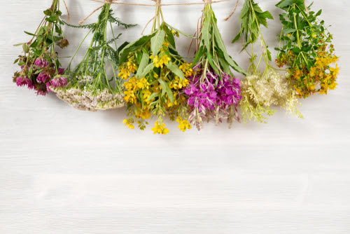 Bundles of medicinal herbs dried near a white wooden wall
