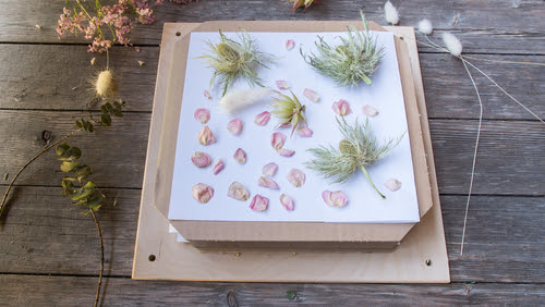 A bunch of different flowers lies on a herbarium, the flowers are ready to be pressed.