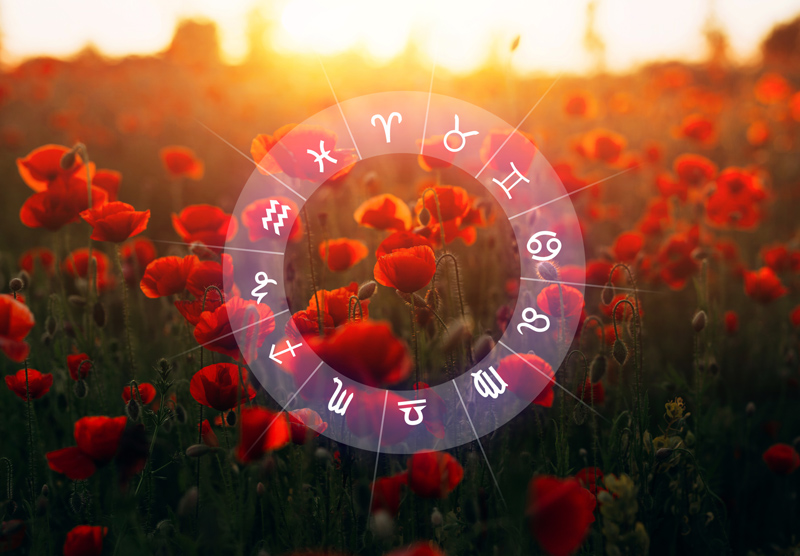Zodiac symbol and red flower fields.