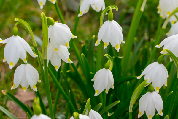 lily of the valley for shade garden