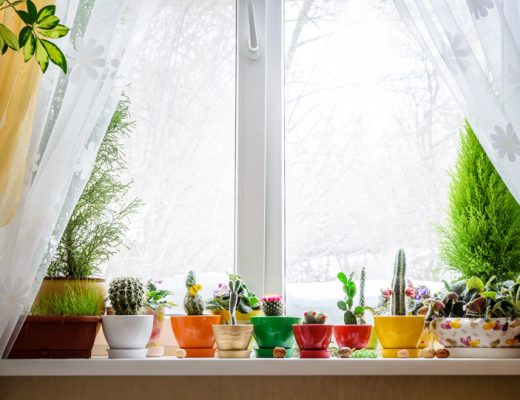 plants including succulents and cactus in red, green, yellow pots in a window with snow outside