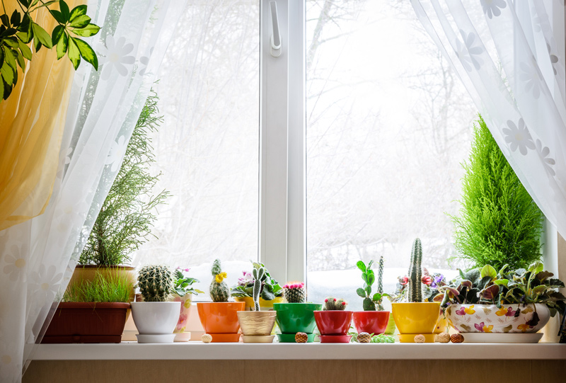 plants including succulents and cactus in red, green, yellow pots in a window with snow outside