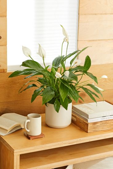 potted plant with white blossoms on a wood shelf