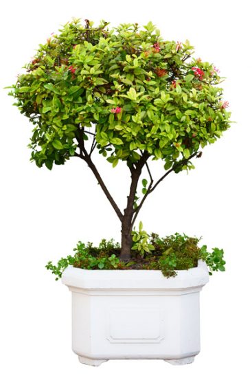 small tree growing in a pot ready to be planted