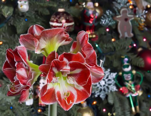 Red and white amaryllis flowers with christmas decorations in the background