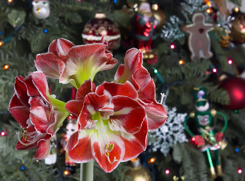 Red and white amaryllis flowers with christmas decorations in the background