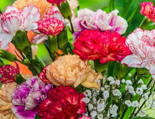 carnation flowers in red, peach, white with red tips, and greenery