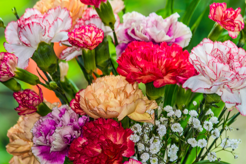 carnation flowers in red, peach, white with red tips, and greenery