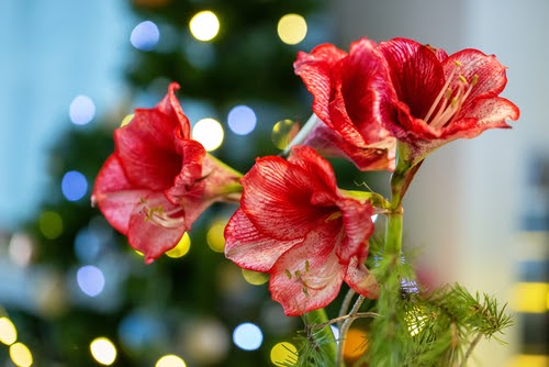 Red and white Amaryllis on table, Christmas tree on background