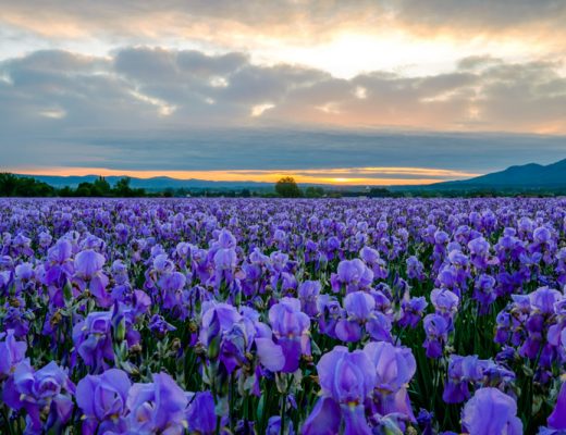 blue-purple iris fields with a sunrise in the background