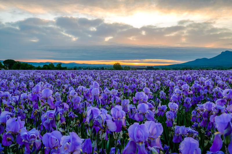blue-purple iris fields with a sunrise in the background