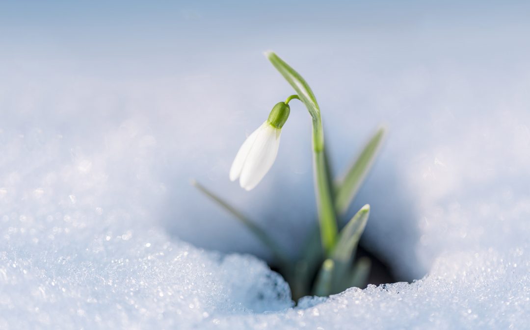 Snowdrop flower blooming in the winter surrounded by snow