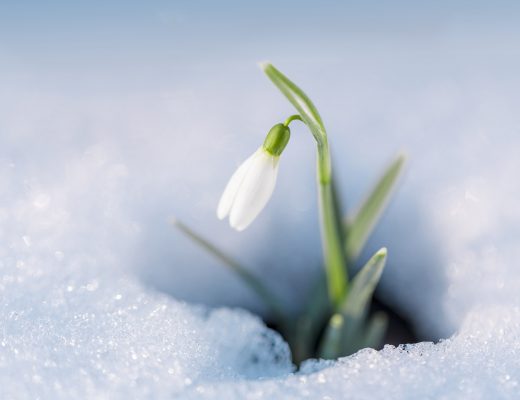 Snowdrop flower blooming in the winter surrounded by snow
