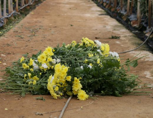thrown away flowers on the floor