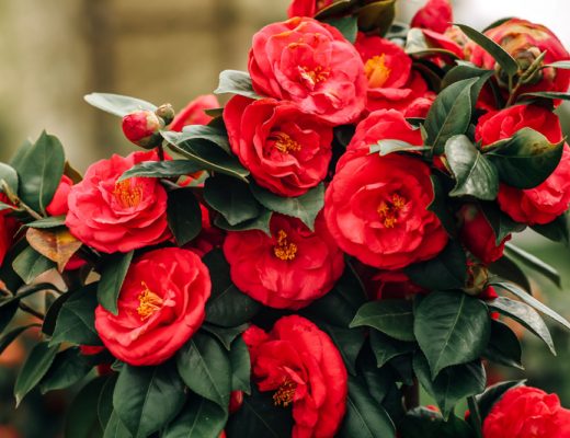 bold red camellia flowers with lush green leaves